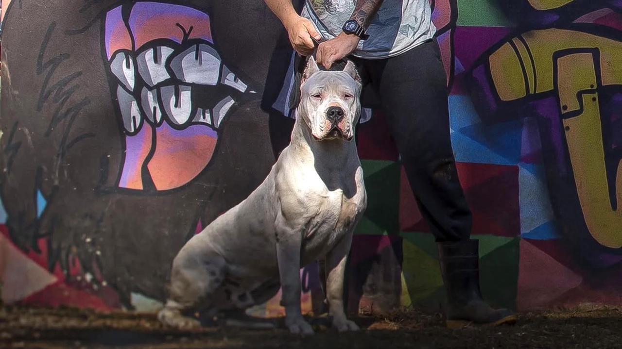 Dogo Argentino